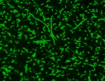 MycoLight Green JJ99核酸染料*可替代SYTO-9*