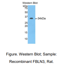 大鼠衰老关键蛋白3(FBLN3)多克隆抗体