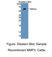 牛基质金属蛋白酶3(MMP3)多克隆抗体
