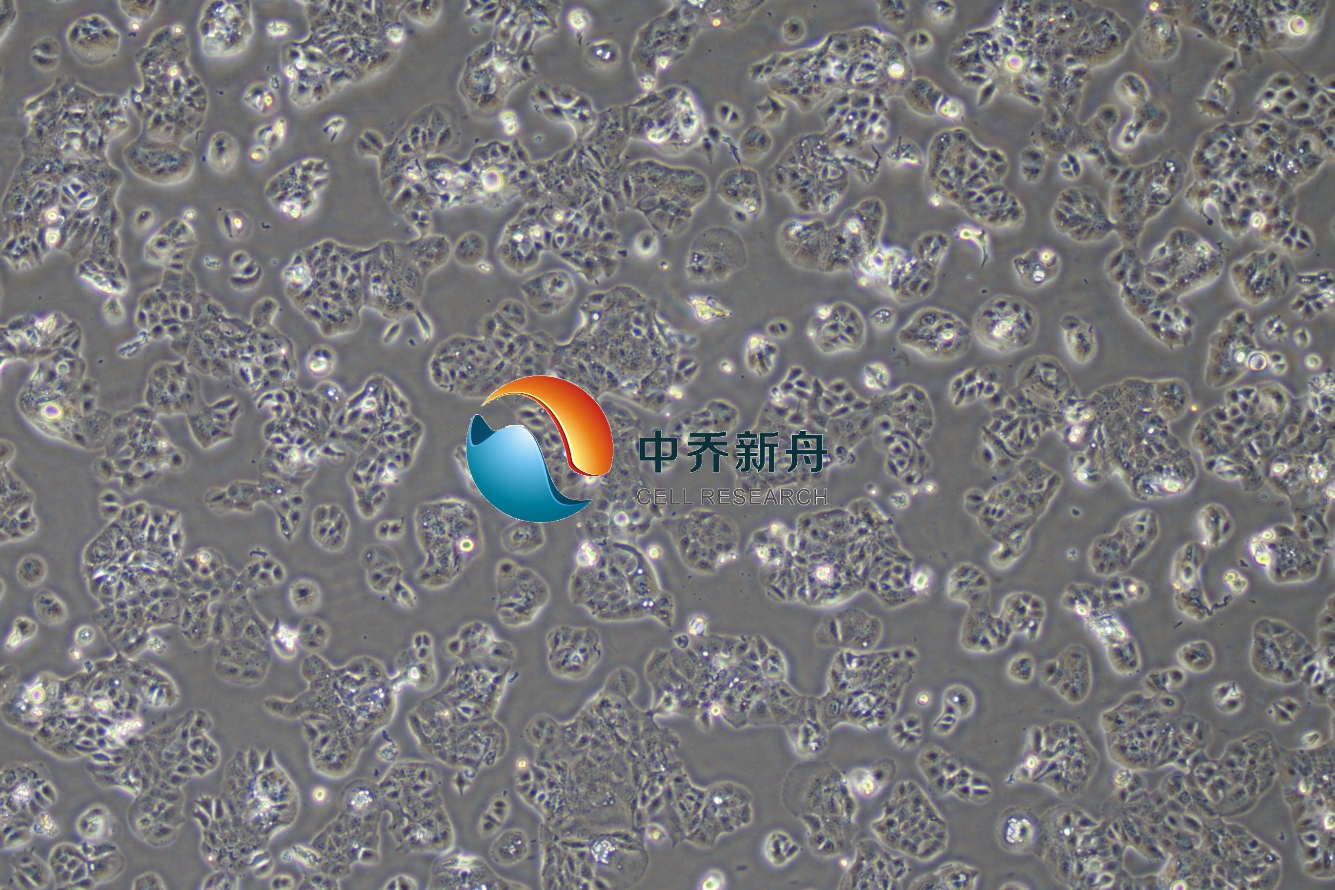 HT-1376人膀胱癌细胞