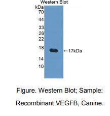 犬血管内皮生长因子B(VEGFB)多克隆抗体