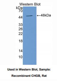 大鼠嗜铬蛋白B(CHGB)多克隆抗体