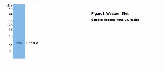 兔白介素4(IL4)多克隆抗体