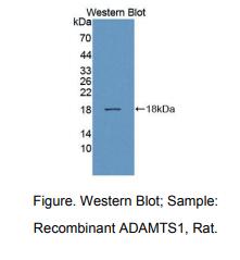 大鼠血小板反应蛋白解整合素金属肽酶1(ADAMTS1)多克隆抗体
