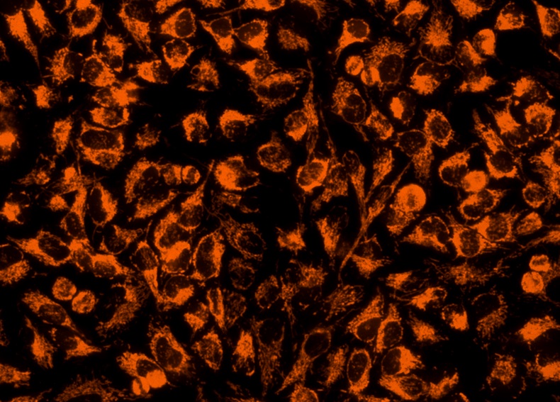 MitoLite线粒体橙色荧光探针 405nm激发