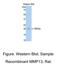 大鼠基质金属蛋白酶13(MMP13)多克隆抗体