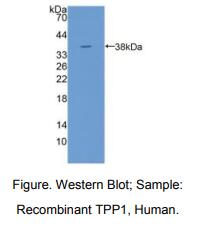 人三肽基肽酶Ⅰ(TPP1)多克隆抗体