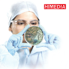 洋葱伯克霍尔德菌选择性琼脂 HiMedia产品总代