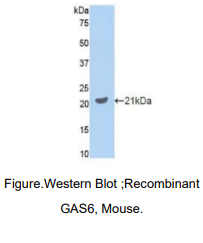 小鼠生长停滞特异性蛋白6(GAS6)多克隆抗体