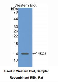 大鼠肾素(REN)多克隆抗体