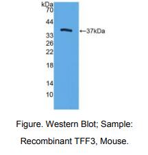 小鼠三叶因子3(TFF3)多克隆抗体