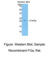 大鼠纤维蛋白原α(FGA)多克隆抗体