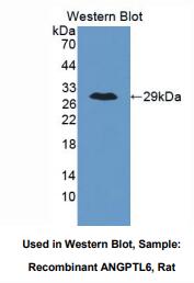 大鼠血管生成素样蛋白6(ANGPTL6)多克隆抗体