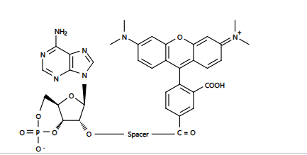 磷酸二酯酶PDE V底物 TAMRA-cGMP 红色荧光