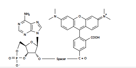 https://msimg.bioon.com/bionline/goods-no-pic.png