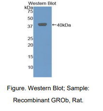 大鼠趋化因子配体2(CXCL2)多克隆抗体