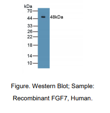 人成纤维细胞生长因子7(FGF7)多克隆抗体