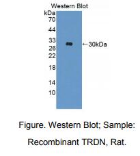 大鼠三合蛋白(TRDN)多克隆抗体