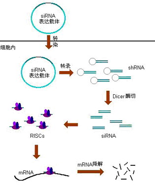 https://msimg.bioon.com/bionline/goods-no-pic.png