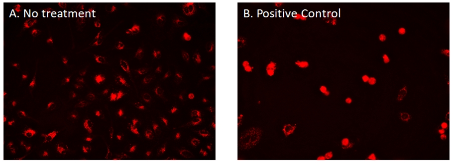 CytoFix 线粒体红色探针