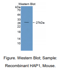 小鼠亨廷顿关联蛋白1(HAP1)多克隆抗体