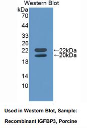 猪胰岛素样生长因子结合蛋白3(IGFBP3)多克隆抗体