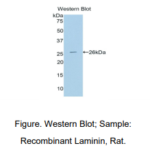 https://msimg.bioon.com/bionline/goods-no-pic.png