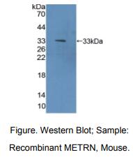 小鼠镍纹蛋白(METRN)多克隆抗体