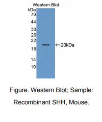 小鼠音猬因子(SHH)多克隆抗体