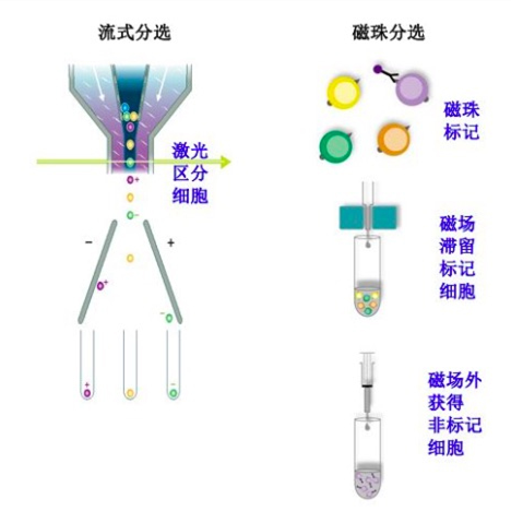 磁珠分选细胞