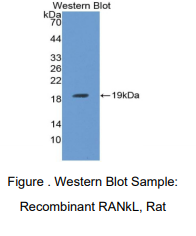 大鼠核因子κB受体激活因子配体(RANkL)多克隆抗体