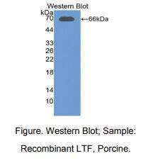 猪乳铁传递蛋白(LTF)多克隆抗体