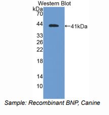 犬脑钠素(BNP)多克隆抗体