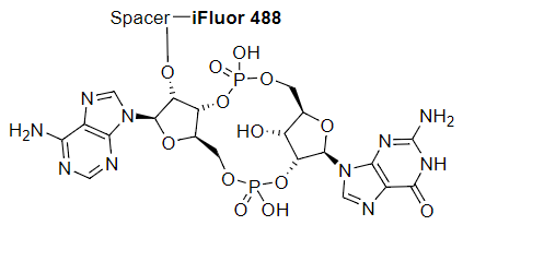 2',3'-cGAMP-iFluor 488 偶联物
