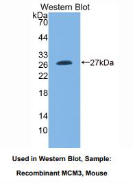 小鼠微小染色体维持缺陷蛋白3(MCM3)多克隆抗体