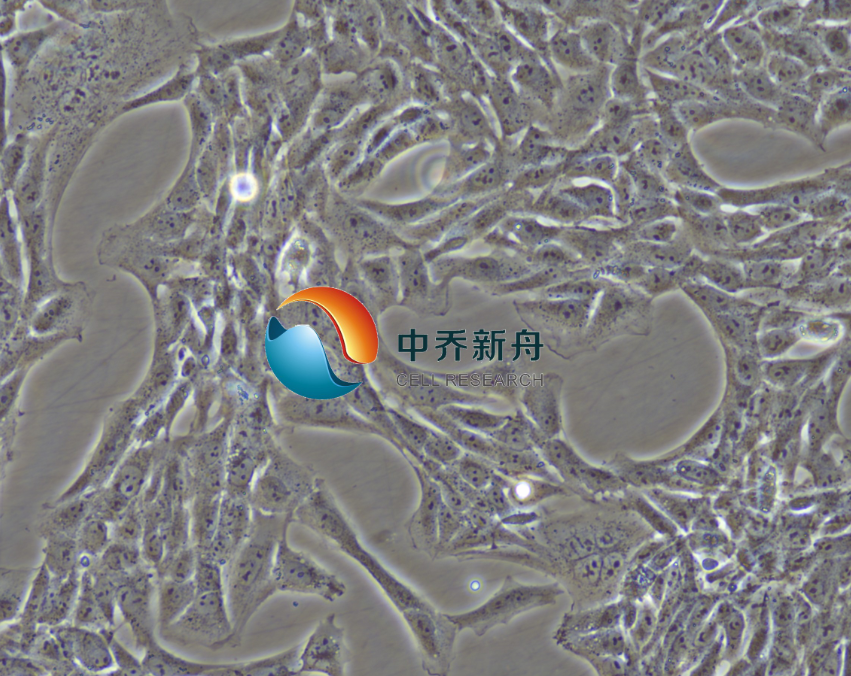 大鼠肝星状细胞