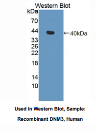 人发动蛋白3(DNM3)多克隆抗体