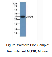 小鼠骨骼肌特异性受体酪氨酸激酶(MUSK)多克隆抗体