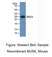 https://msimg.bioon.com/bionline/goods-no-pic.png