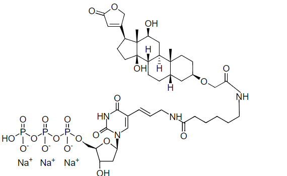 1 mM Digoxigenin-11-dUTP溶液