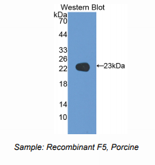 猪凝血因子Ⅴ(F5)多克隆抗体