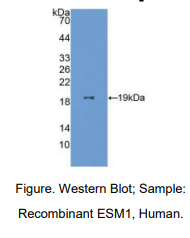 人内皮细胞特异分子1(ESM1)多克隆抗体