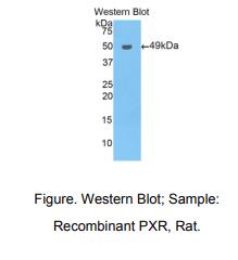 大鼠孕烷X受体(PXR)多克隆抗体