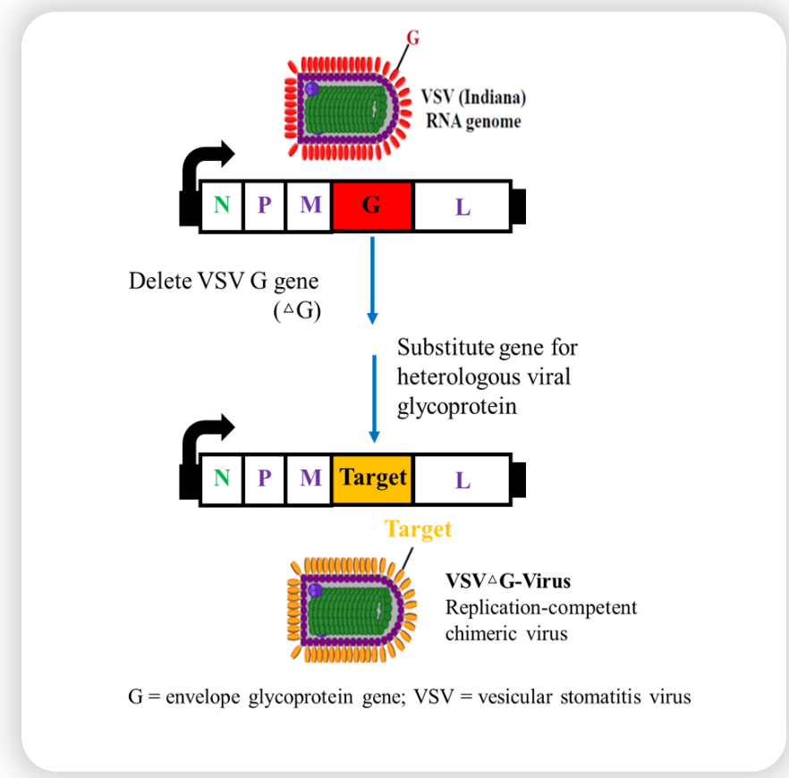 抗新冠病毒药物体外细胞药效评价EC50/IC50检测