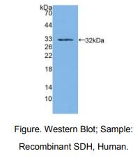 人山梨醇脱氢酶(SDH)多克隆抗体