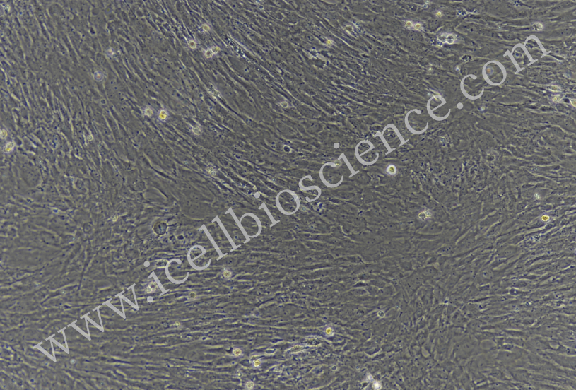 小鼠韧带成纤维细胞/小鼠原代韧带成纤维细胞/韧带成纤维细胞/大鼠原代韧带成纤维细胞