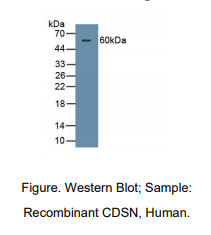 人角化粒素(CDSN)多克隆抗体