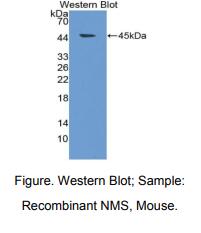 小鼠神经介素S(NMS)多克隆抗体