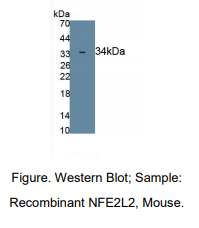 小鼠红细胞衍生核因子2样蛋白2(NFE2L2)多克隆抗体