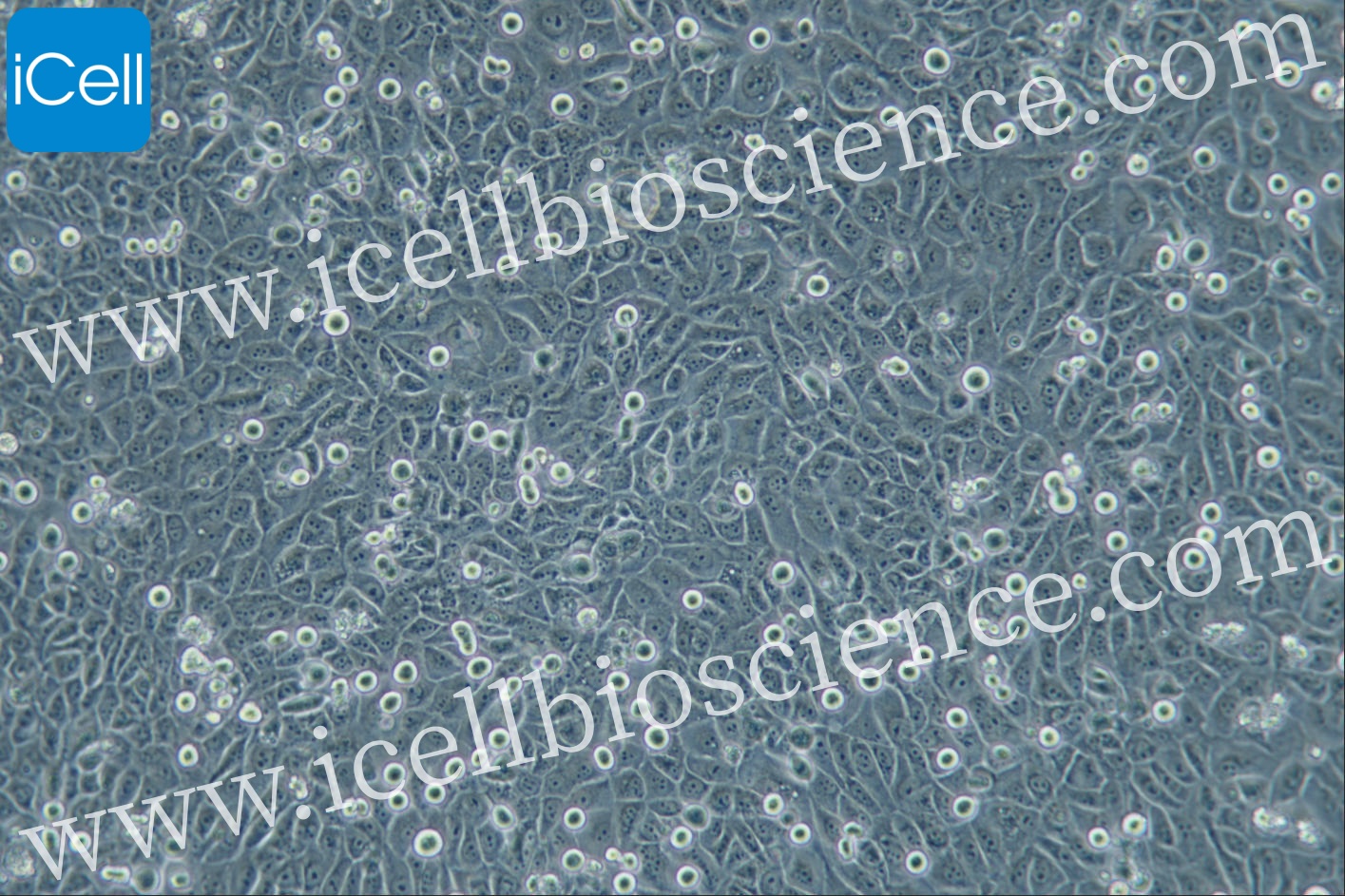 https://img.medsci.cn/5f561f9d1966c8a40c069b97fcac23b82666d7612246dbae75064de0bed04333.png